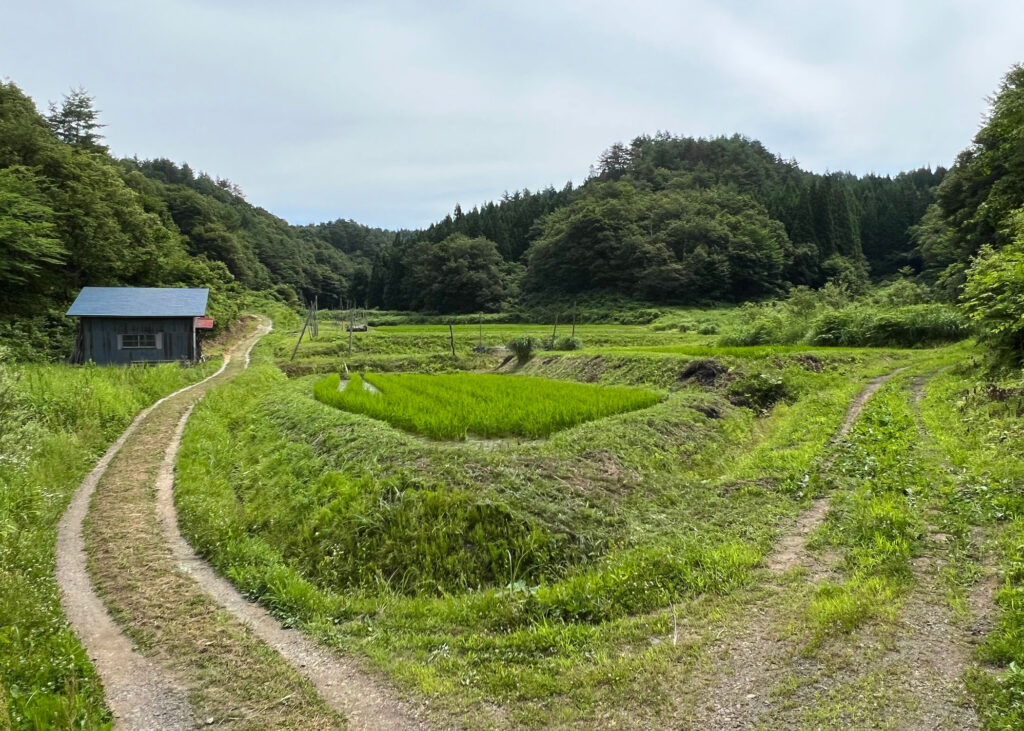 開墾後の田んぼ