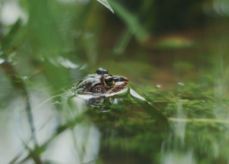 無農薬田んぼの中の蛙